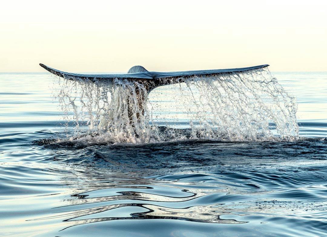 Ballenas azules